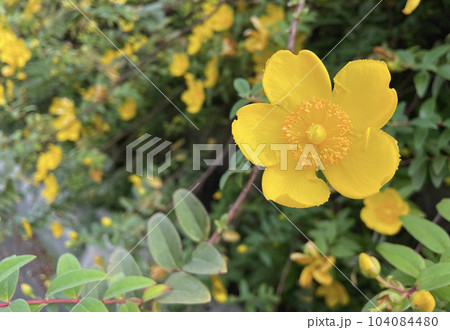 野に咲く黄色い花ヒペリカム・ヒドコート 104084480