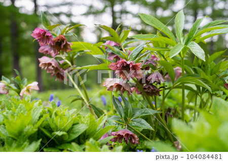 クリスマスローズ レンテンローズ 104084481