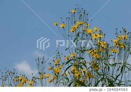 青空に咲くダンゴギク 104084563