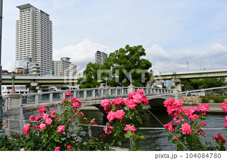 中之島公園風景とバラ 104084780