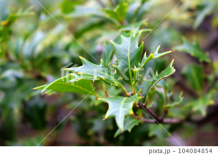 ヒイラギ 104084854