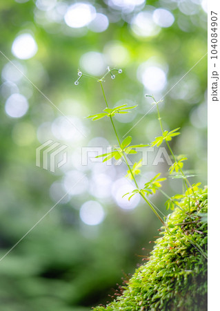 森（大山木谷沢渓流） 104084907