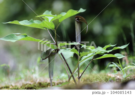 マムシグサ マムシグサ 104085143