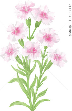ナデシコ　撫子　水彩　手描き　植物　ボタニカル　夏　秋　イラスト素材 104085412