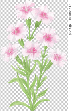 ナデシコ　撫子　水彩　手描き　植物　ボタニカル　夏　秋　イラスト素材 104085412
