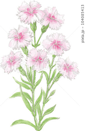 ナデシコ 撫子 水彩 手描き 植物 ボタニカル 夏 秋 イラスト素材の