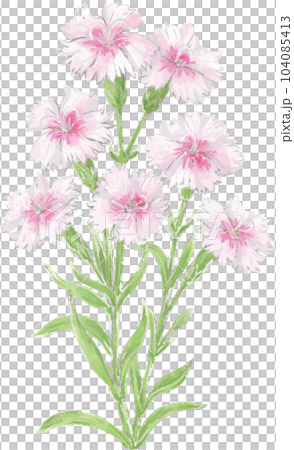 ナデシコ 撫子 水彩 手描き 植物 ボタニカル 夏 秋 イラスト素材の