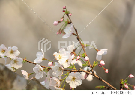 可憐に咲く桜の花 可憐に咲く桜の花 104086246