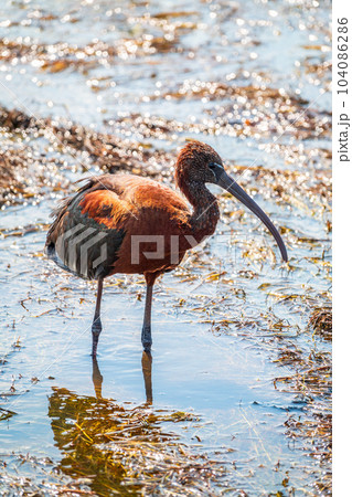The glossy ibis, latin name Plegadis falcinellus, searching for food in the shallow lagoon. The glossy ibis, latin name Plegadis falcinellus, searching for food in the shallow lagoon. 104086286