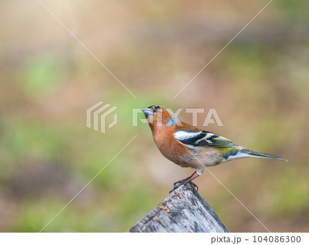 Common chaffinch, Fringilla coelebs, sits on a tree. Common chaffinch in wildlife. Common chaffinch, Fringilla coelebs, sits on a tree. Common chaffinch in wildlife. 104086300