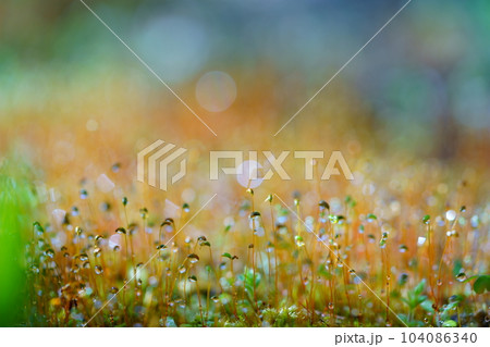 雨上がり・早春の苔庭の水滴 雨上がり・早春の苔庭の水滴 104086340