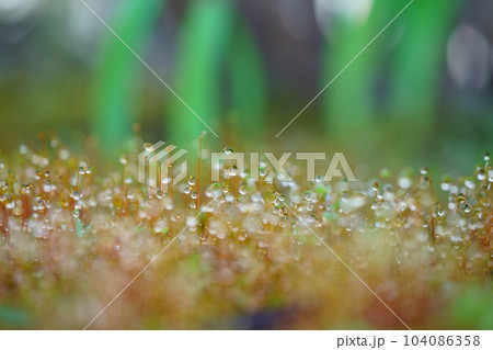 雨上がり・早春の苔庭の水滴 104086358