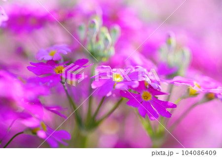 春爛漫・花壇のサクラソウ 104086409