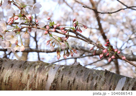 枝から直接咲く桜の花 104086543