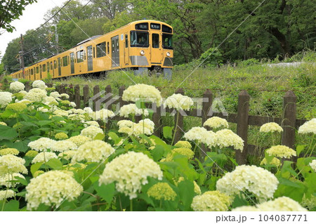 アナベルと西武鉄道 北山公園菖蒲園 アナベルと西武鉄道 北山公園菖蒲園 104087771