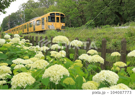 アナベルと西武鉄道　北山公園菖蒲園 104087773