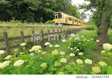 アナベルと西武鉄道 北山公園菖蒲園 アナベルと西武鉄道 北山公園菖蒲園 104087794