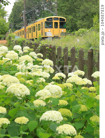 アナベルと西武鉄道　北山公園菖蒲園 104087819