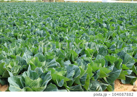 キャベツ畑 104087882