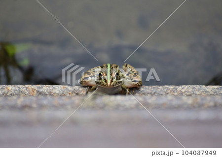カメラ目線のトノサマガエル 104087949