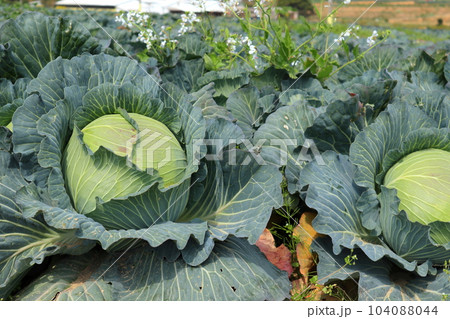 キャベツ畑のキャベツ キャベツ畑のキャベツ 104088044