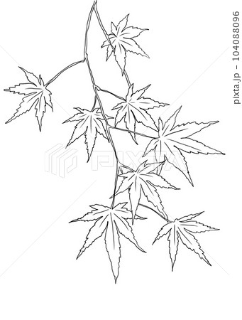 秋素材　モミジのイラスト 104088096
