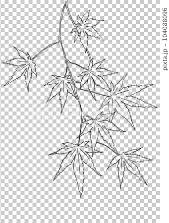 秋素材　モミジのイラスト 104088096