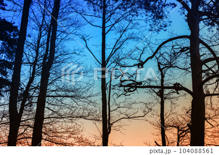Silhouettes of bare trees over evening sky background at sunset 104088561