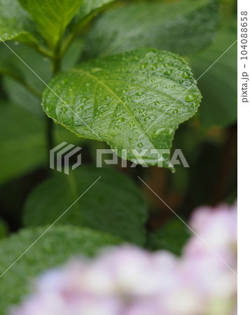 雨と仲よし 雨と仲よし 104088658