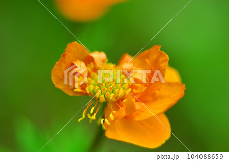 Bright orange bathing suit flower (lat. Trollius) on a light green background. Shallow depth of field. macro photography. Background of nature. Several petals on the flower are missing. 104088659