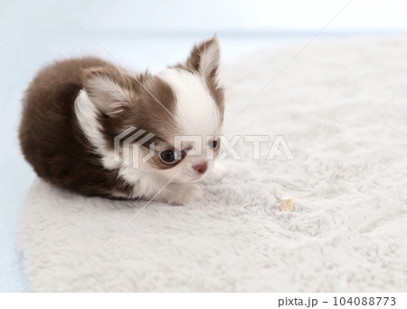 チワワパピー チワワパピー 104088773