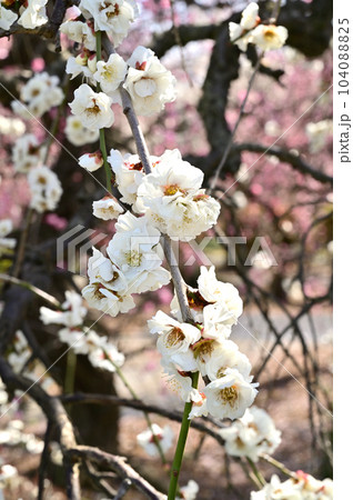 樹木：ウメ　バラ科 104088825