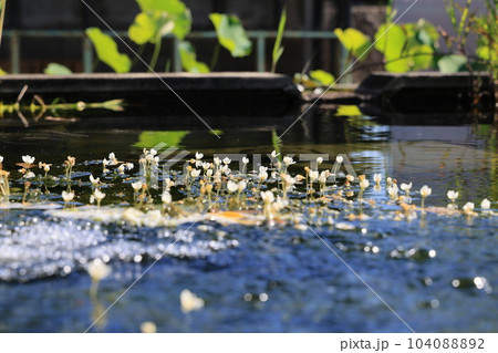 池に浮かぶ植物 104088892