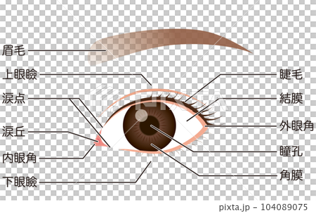 眼睛的機制‖零件名稱 眼睛的機制‖零件名稱 104089075