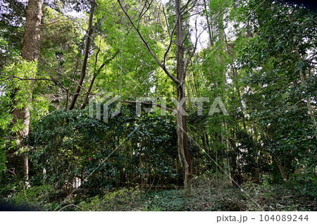 川口散歩:金剛寺 曹洞宗 川口市安行吉岡 川口散歩:金剛寺 曹洞宗 川口市安行吉岡 104089244