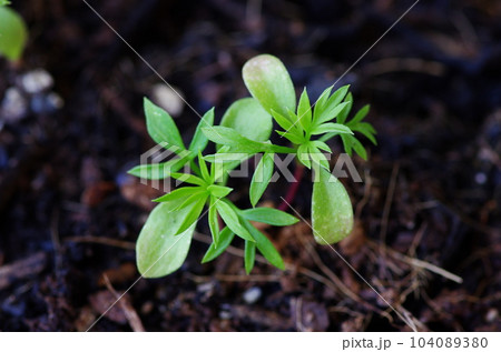 ニゲラの発芽 ニゲラの発芽 104089380