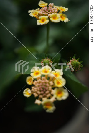 ランタナの花 ランタナの花 104089708