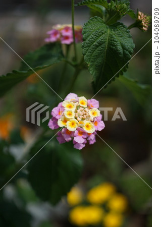 ランタナの花 104089709