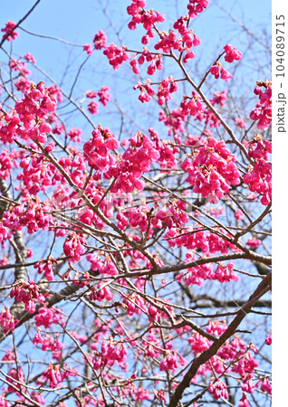 樹木：カンヒザクラ　バラ科 104089715