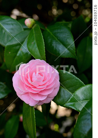 樹木：ツバキ　ツバキ科 104089716