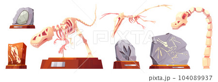 Cartoon set of dinosaur skeletons, fossil stones 104089937