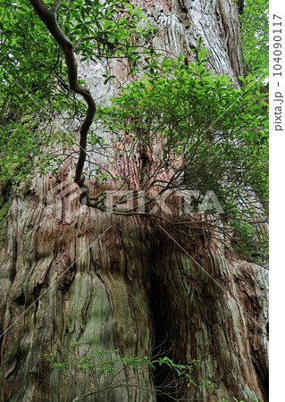 屋久島紀元杉 104090117