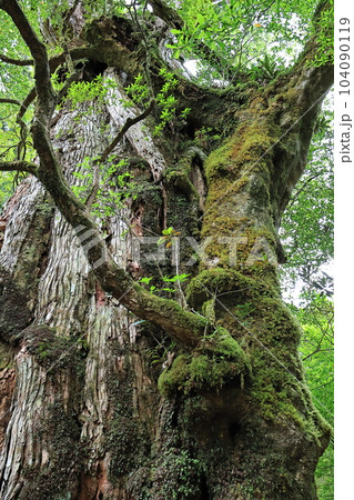 屋久島紀元杉 104090119