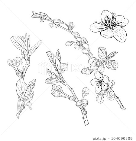 Vector illustration set of blooming branches and flowers of cherry, sakura, apple, plum, wild cherry plum, bird cherry. Realistic black outline of flowers, buds and leaves, graphic drawing for sticker 104090509