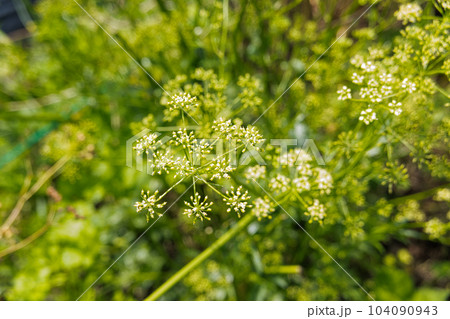 イタリアンパセリの花 イタリアンパセリの花 104090943