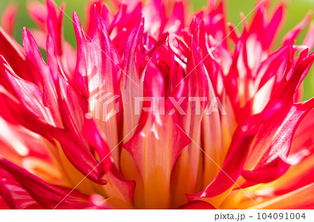 赤い花びらのクローズアップ 104091004