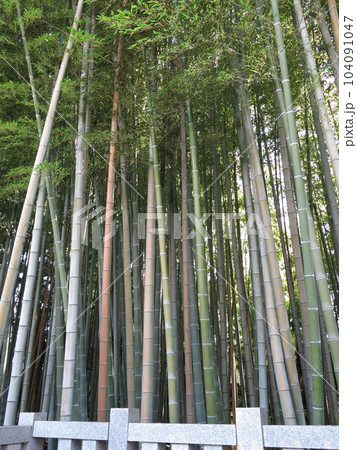 市川市の“八幡の藪知らず” 104091047