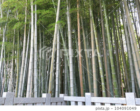 市川市の“八幡の藪知らず” 104091049