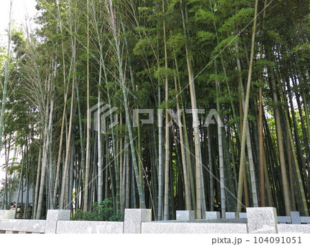 市川市の“八幡の藪知らず” 104091051