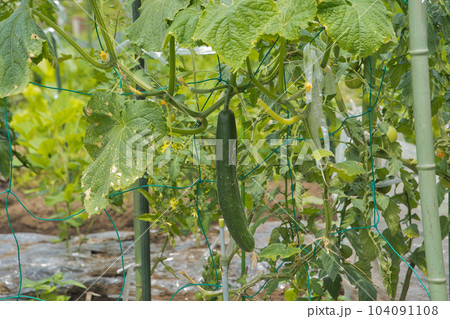 畑のきゅうり 104091108